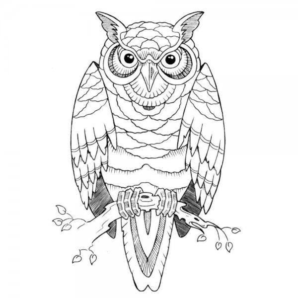 Сова тату эскиз чб