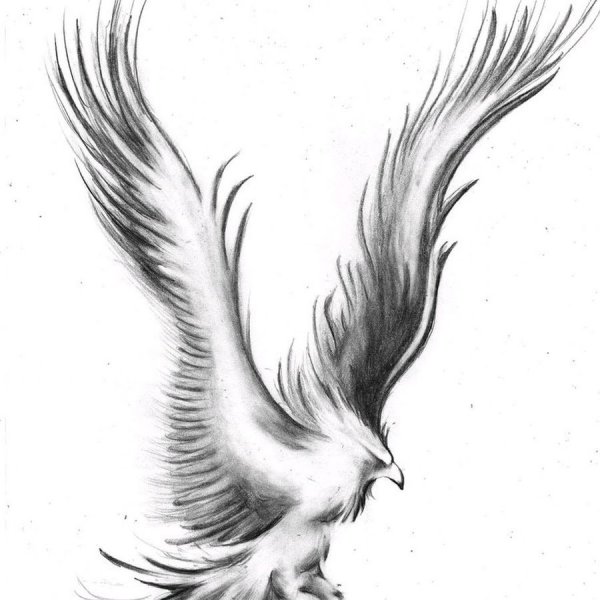 Птица Феникс тату эскизы