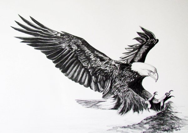 Орел тату эскиз