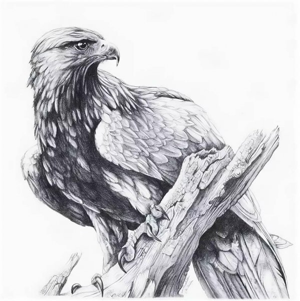 Орел тату эскиз