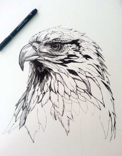 Орел набросок