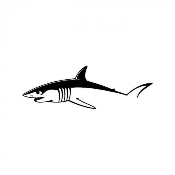 Акула эскиз