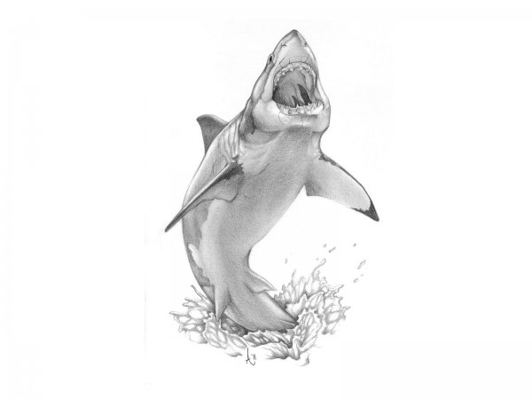Акула эскиз