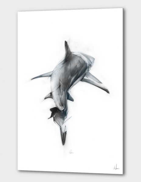 Акула Графика