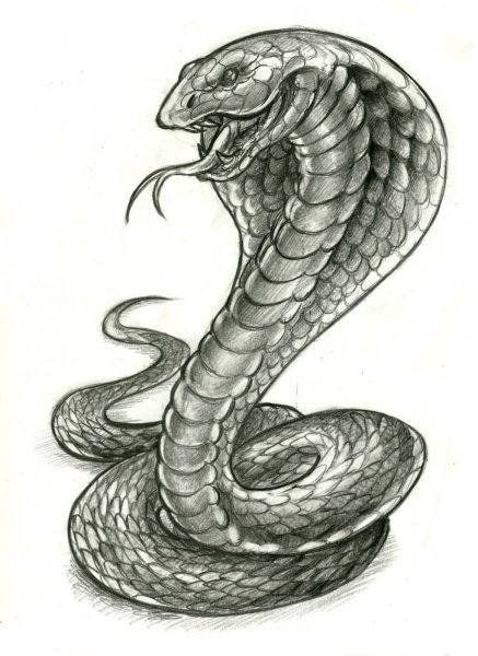 Тату змеиная голова