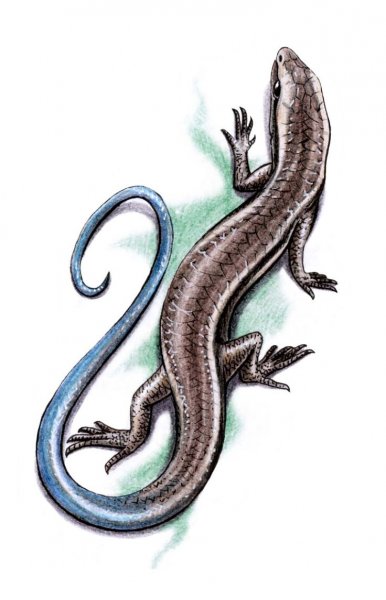 Тату ящерица