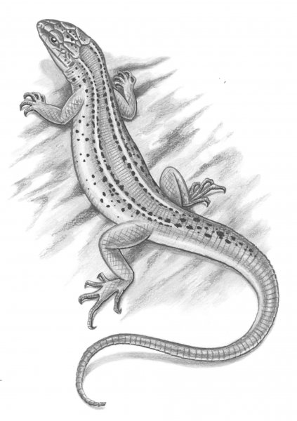 Тату ящерица эскизы