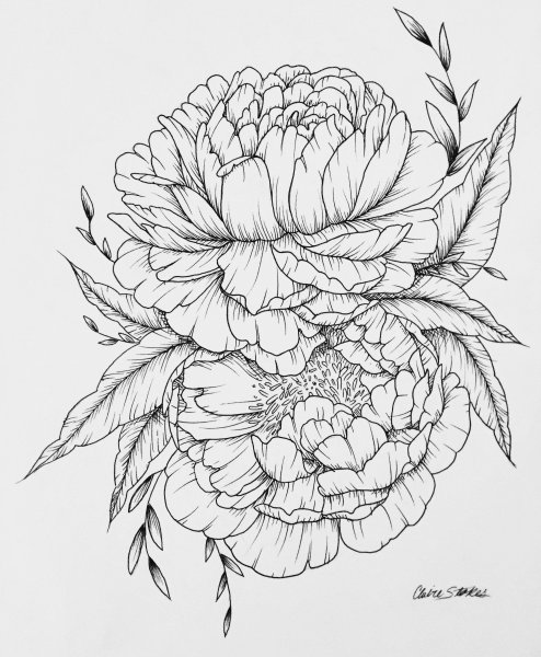 Пионы эскиз