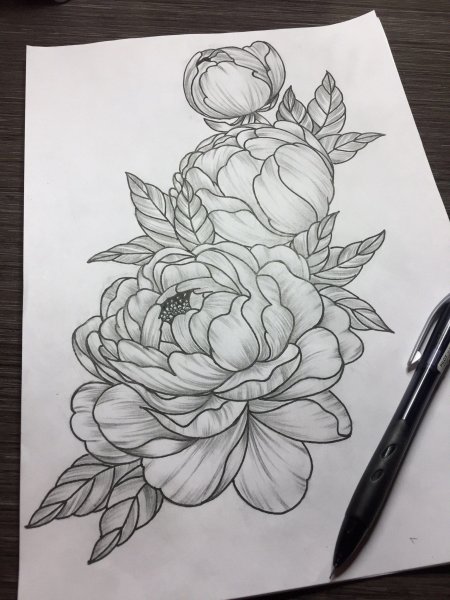 Пионы набросок