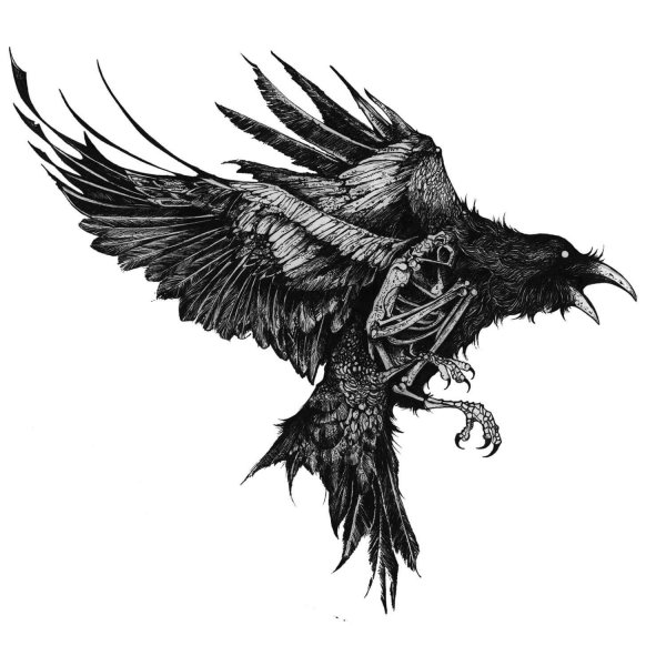 Ворон Феникс (Crow Phoenix)