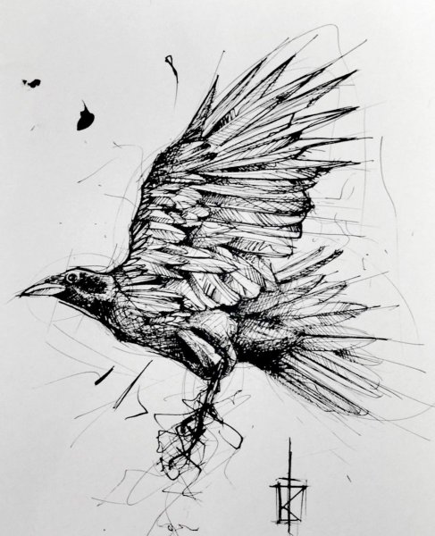 Ворон скетч стайл эскиз