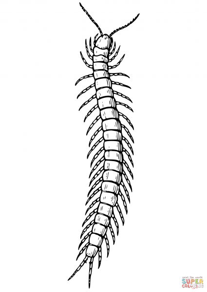 Сороконожка эскиз