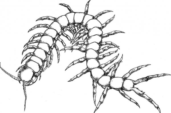 Сколопендра строение