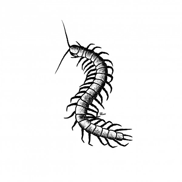 Сколопендра пирокинезиса