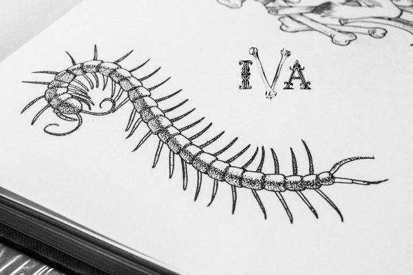 Сколопендра Токийский гуль эскиз