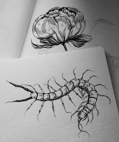 Сколопендра эскиз