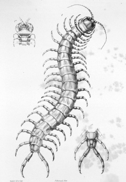 Татуировка сколопендра эскиз