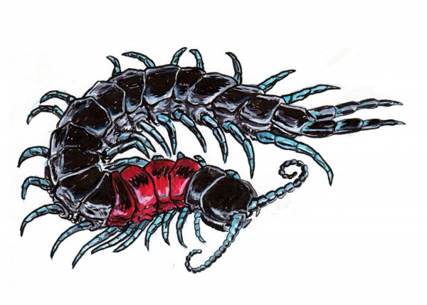 Морская сколопендра во Вьетнаме