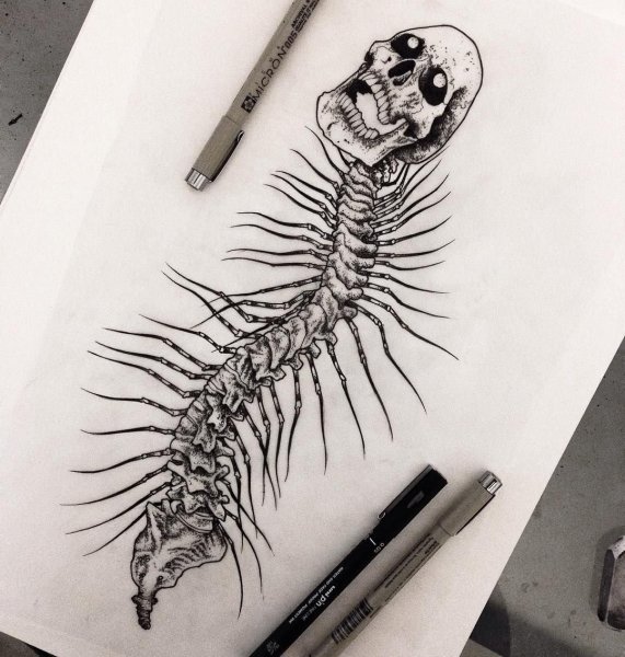 Сколопендра эскиз