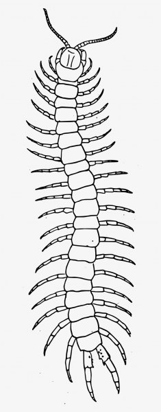 Сколопендра рисунок