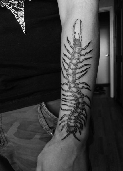 Сколопендра блэкворк