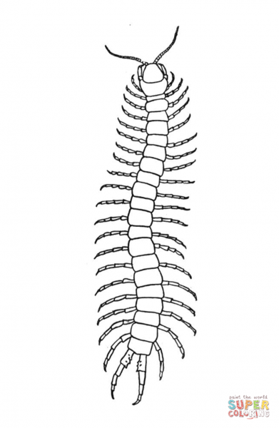 Костянка строение многоножки