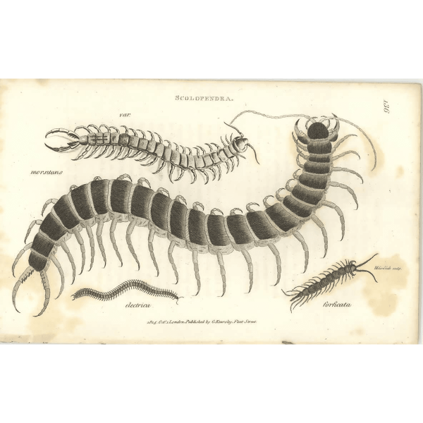 Анатомия сколопендры