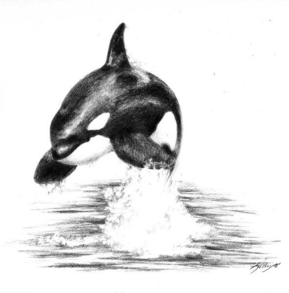 Касатка карандашом