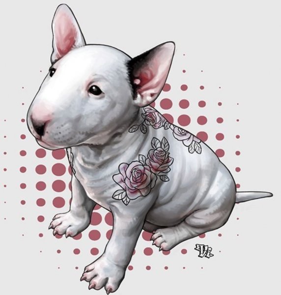 Бультерьер анатомия