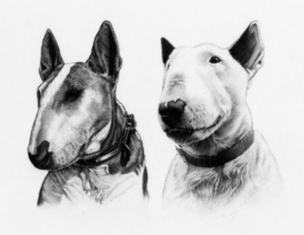 Набросок бультерьера