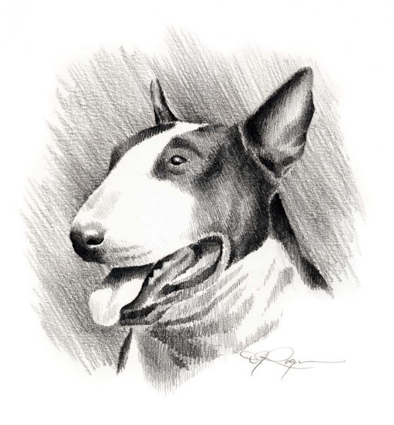 Бультерьер Гибсон