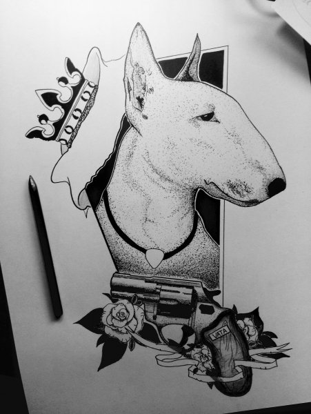 Чикано бультерьер