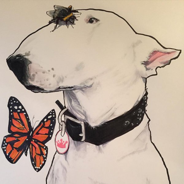 Бультерьер Stone Island