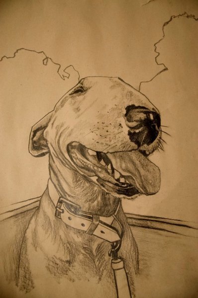 Бультерьер арт карандашом