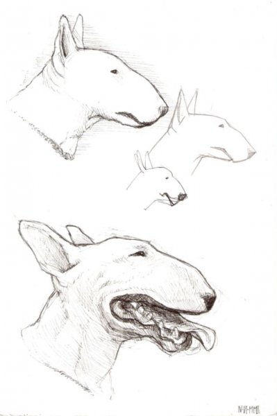 Бультерьер карандашом