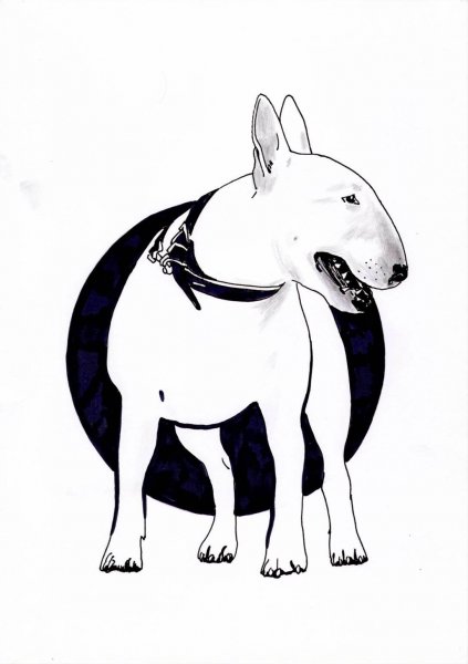 Бультерьер карандашом