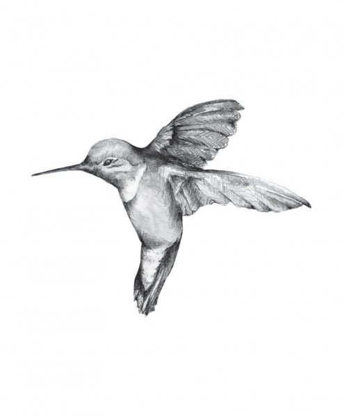Колибри эскиз