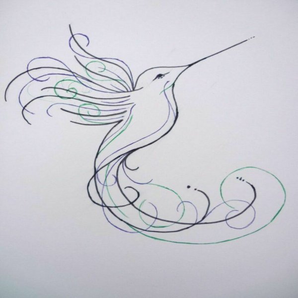 Колибри набросок