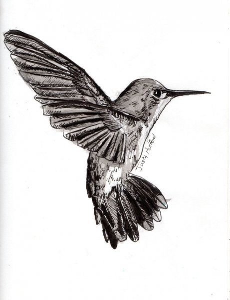 Тату Колибри эскизы