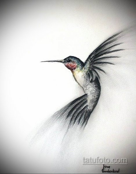 Колибри рисунок карандашом