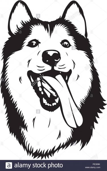 Тату маламут эскиз