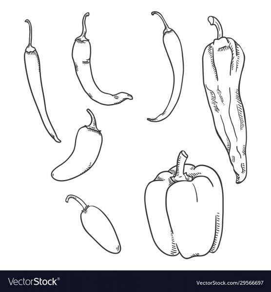 Перец эскиз