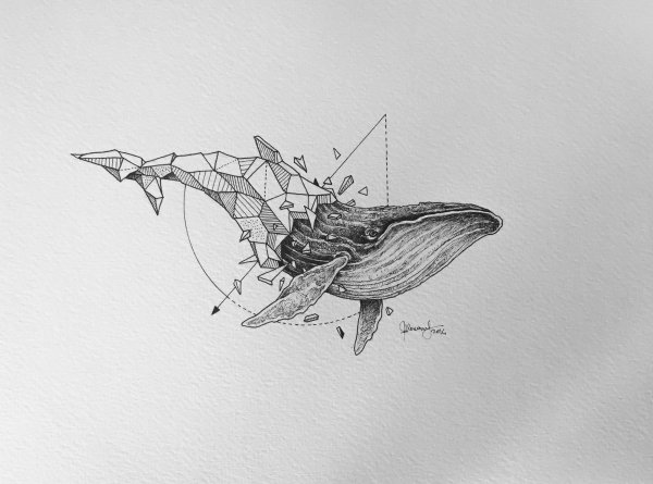 Керби Розанес кит