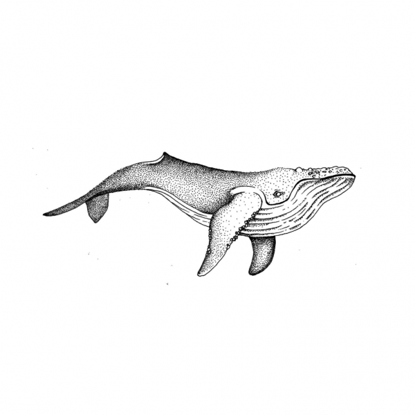 Татуировка кит эскизы