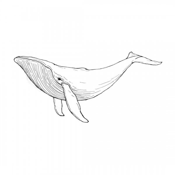 Эскизы китов