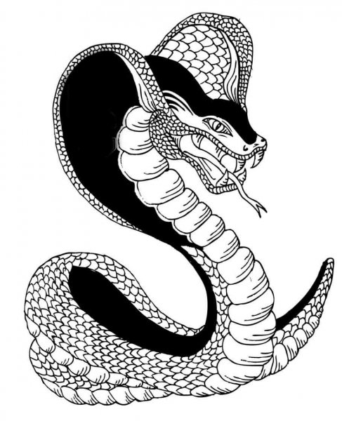 Тату змеи эскизы