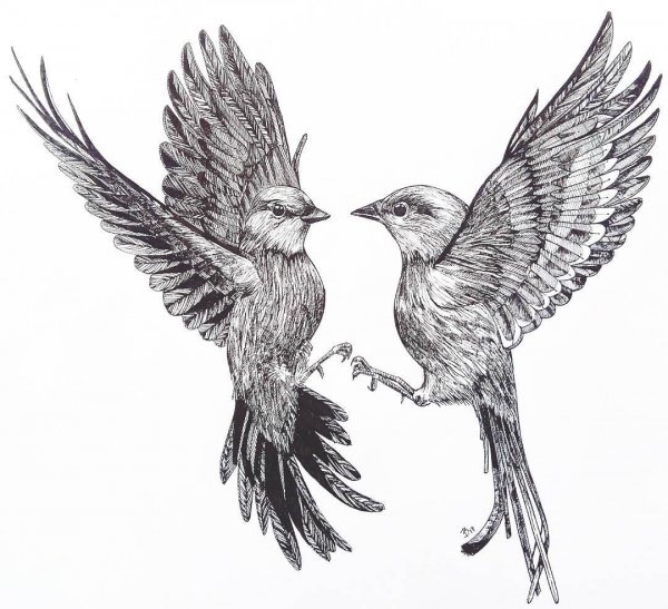 Две птицы эскиз