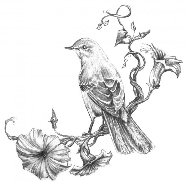 Птица на ветке Графика