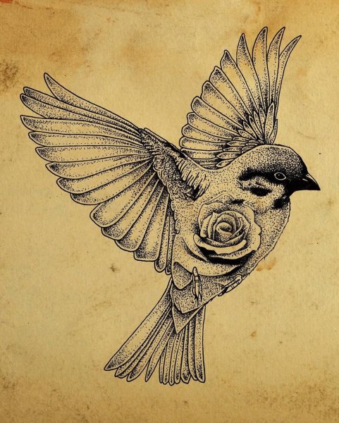 Птица с расправленными крыльями эскиз