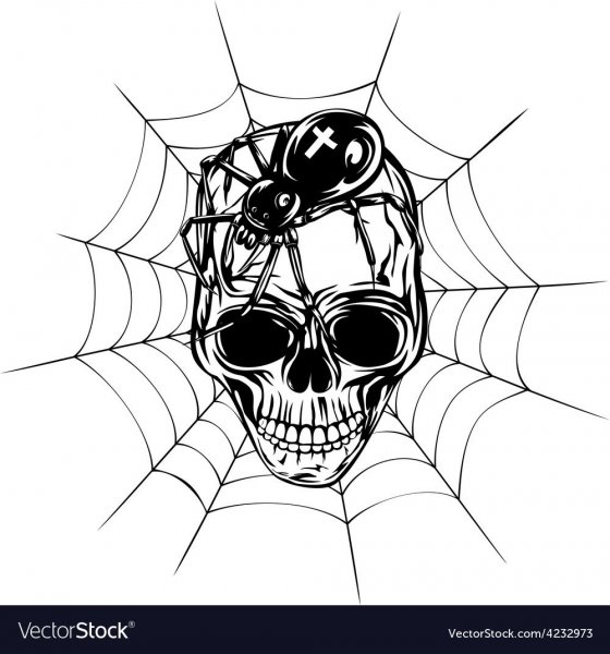 Эскиз паука с паутиной